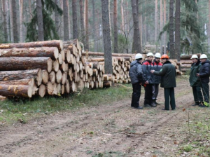 Рослесхоз: данные дистанционного зондирования Земли позволят лучше выполнять работы по сохранению лесов