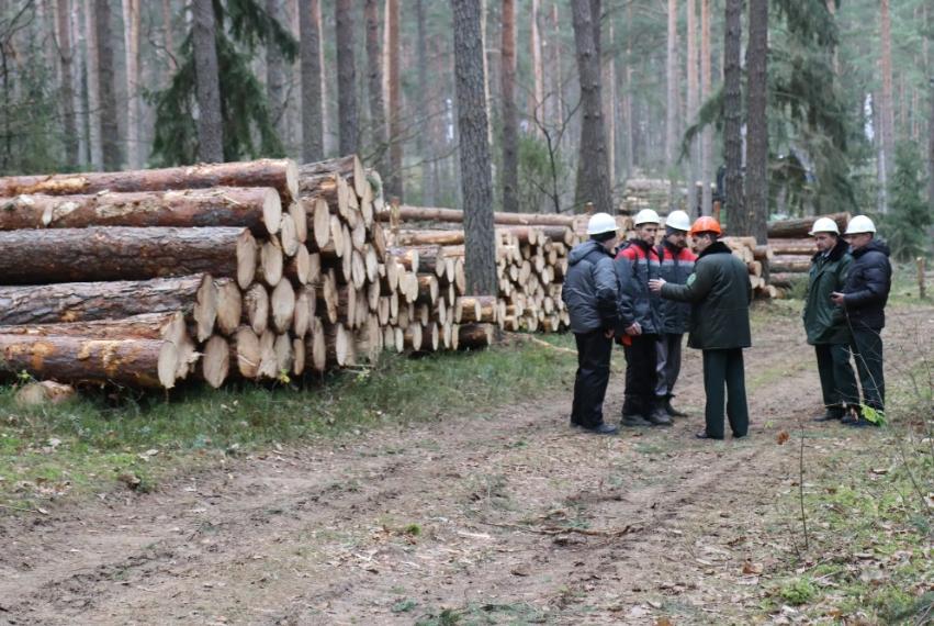 Рослесхоз: данные дистанционного зондирования Земли позволят лучше выполнять работы по сохранению лесов